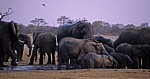 Nyamandhlovu Pan: Afrikanische Elefanten (Loxodonta africana)  - Hwange National Park
