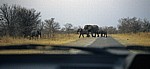 Blick aus dem Auto: Afrikanische Elefanten (Loxodonta africana) Ã¼berqueren die StraÃŸe - Hwange National Park