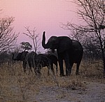 Afrikanische Elefanten (Loxodonta africana) - Hwange National Park