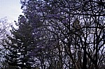 Blühende Palisanderholzbäume (Jacaranda mimosifolia) - Bulawayo