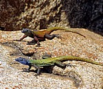 View of the World: Bunte Plattechsen (Platysaurus intermedius) - Matopos National Park