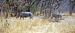 Whovi Wild Area: Breitmaulnashörner (Ceratotherium simum) - Matopos National Park