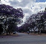 Straße mit blühenden Palisanderholzbäumen (Jacaranda mimosifolia) - Harare