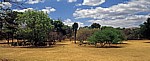 National Botanic Garden: Vegetation - Harare