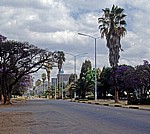 Hauptstraße mit blühenden Palisanderholzbäumen (Jacaranda mimosifolia) und diversen Palmen - Harare