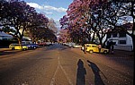 Straße mit blühenden Palisanderholzbäumen (Jacaranda mimosifolia) - Harare