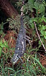 Mukuvisi Woodlands: Lappenchamäleon (Chamaeleo dilepis) - Harare