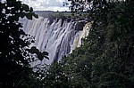 Blick durch die Bäume auf den Eastern Cataract - Victoriafälle (Zambia)