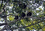 Uhehe-Rotkopf-Guerezas (Udzungwa-Stummelaffe, Procolobus gordonorum) - Udzungwa Mountains National Park