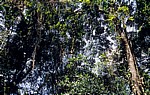 Vegetation - Udzungwa Mountains National Park