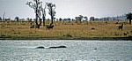 Steppenzebras (Equus quagga) an einem See - Mikumi Nationalpark