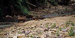 Matambwe Gate: Warzenschweine (Phacochoerus africanus) an einem kleinen Bach - Selous Wildreservat