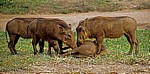Warzenschweine (Phacochoerus africanus) - Selous Wildreservat