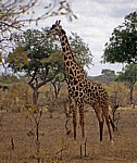Massai-Giraffe (Giraffa camelopardalis tippelskirchi) - Selous Wildreservat