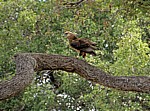 Schreiadler (Aquila pomarina) - Selous Wildreservat