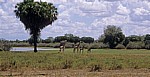 Massai-Giraffen (Giraffa camelopardalis tippelskirchi) - Selous Wildreservat