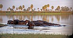 Rufiji: Fächerpalmen (Borassus)  - Selous Wildreservat