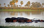 Rufiji: Flußpferde (Hippopotamus amphibius) - Selous Wildreservat