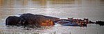 Rufiji: Flußpferde (Hippopotamus amphibius) - Selous Wildreservat