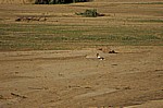 Sattelstorch (Ephippiorhynchus senegalensis) - Selous Wildreservat