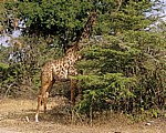 Massai-Giraffe (Giraffa camelopardalis tippelskirchi) - Selous Wildreservat
