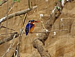 Hauben-Zwergfischer (Malachit-Eisvogel, Alcedo cristata) - Rufiji