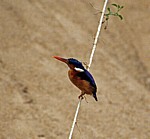Hauben-Zwergfischer (Malachit-Eisvogel, Alcedo cristata) - Rufiji