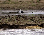 Heiliger Ibis (Threskiornis aethiopicus) - Rufiji