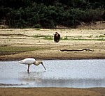 Ohrengeier (Aegypius tracheliotus, Torgos tracheliotus) - Rufiji