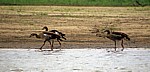 Nilgänse (Alopochen aegyptiacus) - Rufiji