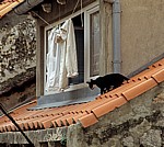Stari Grad (Altstadt): Blick von der Stadtmauer - Katze nähert sich einem offenen Fenster - Dubrovnik