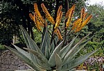 Arboretum von Trsteno: Echte Aloe (Aloe vera) mit BlÃ¼ten - Trsteno