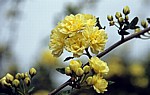 Arboretum von Trsteno: Gelbe Rosen (Rosa) - Trsteno