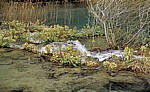 Donja jezera (Untere Seen): Vegetation in den kleinen Kaskaden des Novakovica brod - Nationalpark Plitvicer Seen