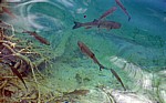 Donja jezera (Untere Seen): Seeforellen (Salmo trutta lacustris) - Nationalpark Plitvicer Seen