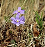 Leberblümchen (Hepatica nobilis) - Nationalpark Plitvicer Seen
