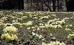 Wilde Primeln (Primula) - Nationalpark Plitvicer Seen