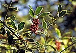 Europäische Stechpalme (Ilex aquifolium) - Liverpool