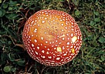 Fliegenpilz (Amanita muscaria var. muscaria) - Liverpool