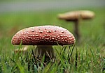 Fliegenpilz (Amanita muscaria var. muscaria) - Liverpool