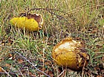 Pilz (Fungus) - Liverpool