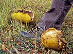 Pilze (Fungi) - Liverpool
