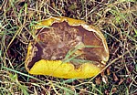 Pilz (Fungus) - Liverpool